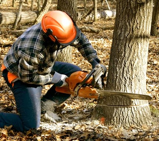 Tree Removal in Mountain, ND